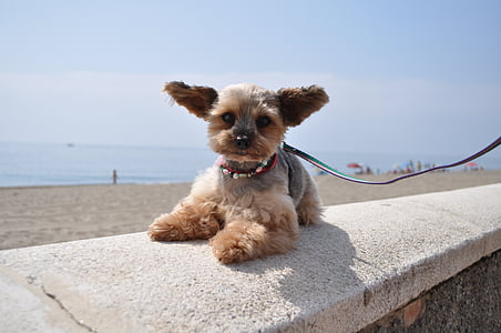 silver and tan Yorkshire terrier lying on concrete frame near sea at daytime thumbnail