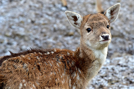 focus photography of brown animal thumbnail