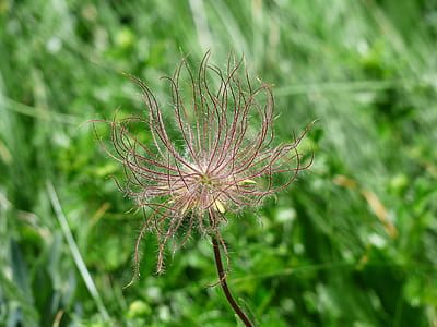 close up photography of withered dandelion thumbnail