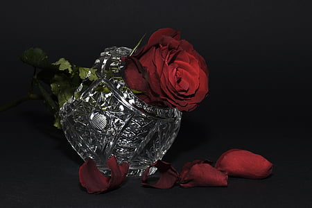 red rose and petals thumbnail