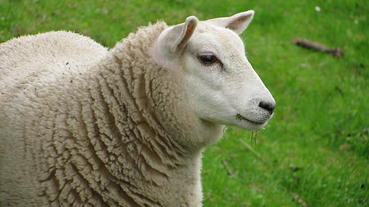 selective focus photography of white lamb near grass thumbnail
