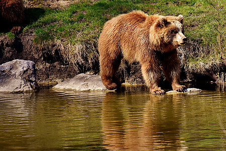 brown bear standing on stones on top of body of water during daytime thumbnail