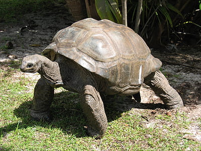brown tortoise thumbnail