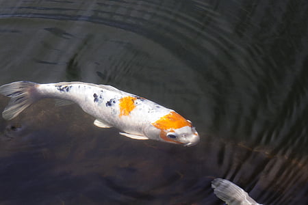 white and orange fish thumbnail