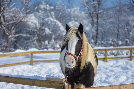 brown and white horse stands near brown wooden fence thumbnail