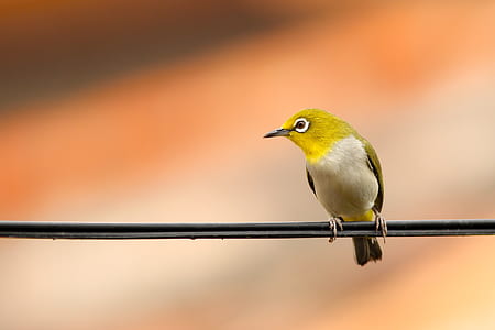 bird on cable thumbnail