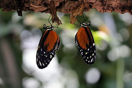 photography of two butterflies thumbnail