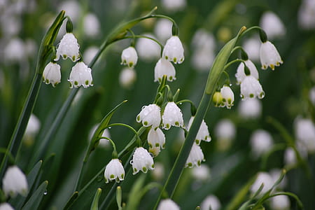 selective focus photography of white snowdrop flowers with water droplets thumbnail