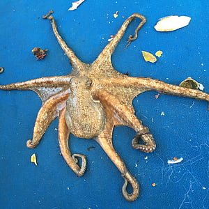 brown squid on blue surface thumbnail