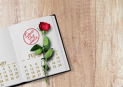 red rose on book thumbnail