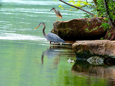 gray egret bird near rock on body of water thumbnail