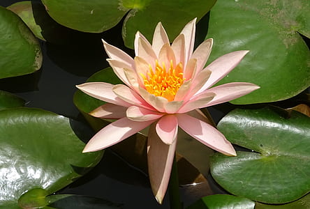 close-up photo of pink lotus flower on lily pad thumbnail