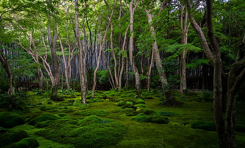 mossy forest during daytime thumbnail