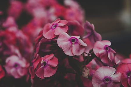 red petaled flowers closeup photo thumbnail
