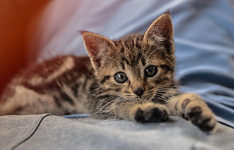 grey tabby cat thumbnail