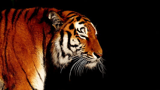 photo of tiger thumbnail