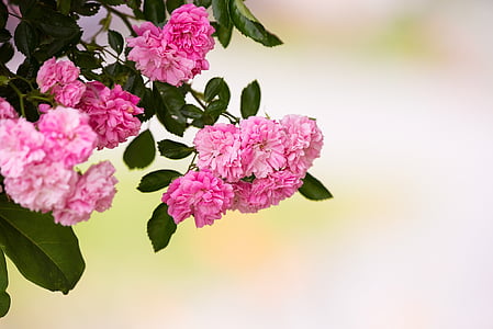 selective focus photography of pink petaled flower thumbnail