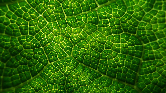 close-up photography of green leaf thumbnail