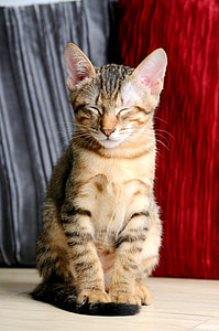 brown tabby cat closing it eyes thumbnail