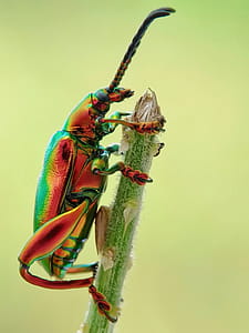 Jewel Beetle on Tree Branch thumbnail