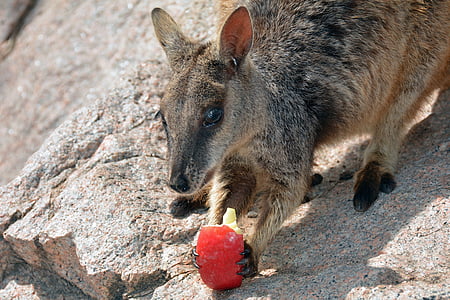 kangaroo on gray surface thumbnail