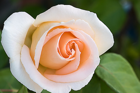 closeup photograph of rose thumbnail