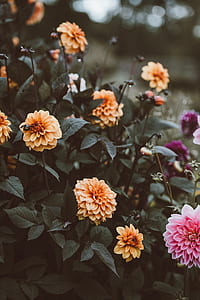 selective focus photo of orange and pink petaled flowers thumbnail