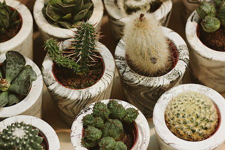 green cacti thumbnail