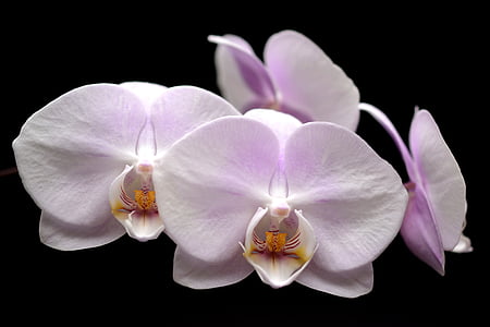 white and purple Orchid flower close up photography thumbnail