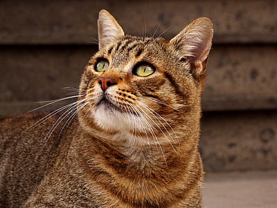 brown tabby cat facing up thumbnail