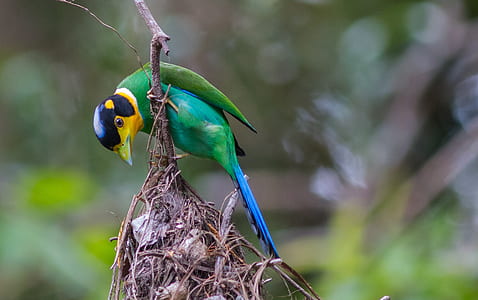 green and blue bird on brown plant thumbnail