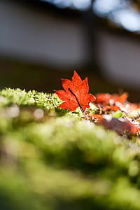 red maple leaf on selective focus photography thumbnail