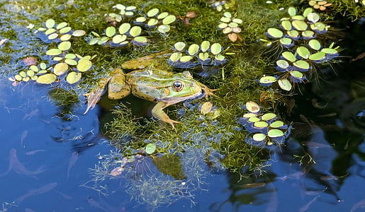 frog on water lily thumbnail