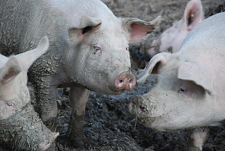 four pink pigs thumbnail