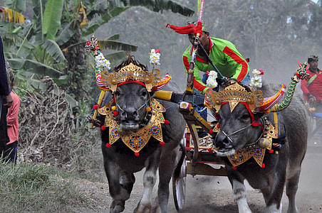 Water Buffalo, Water Buffalo Race thumbnail
