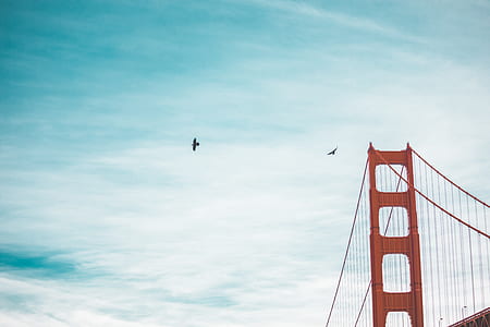 two bald eagles on flight near Golden Gate Bridge thumbnail