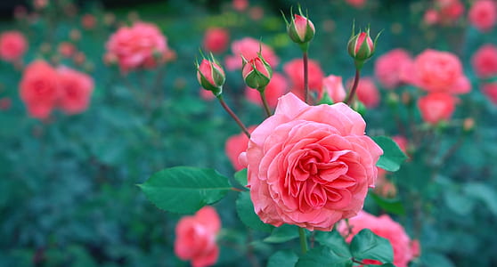tilt shift photography of pink flowers thumbnail