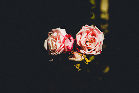 macro photography of pink roses thumbnail