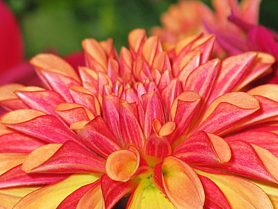 red and orange dahlia flower closeup photography thumbnail