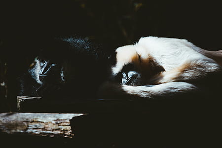 monkey, gibbon, black, cuddle thumbnail