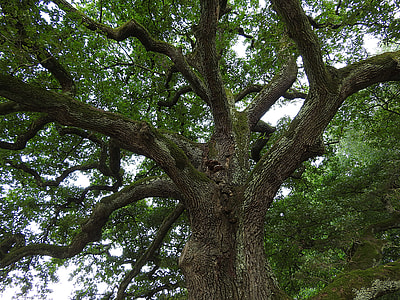 brown and green tree at daytime thumbnail
