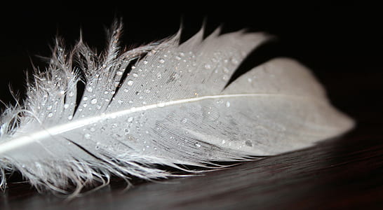 shallow photography of white feather thumbnail