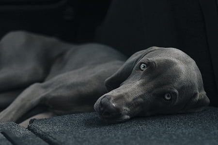 closeup photo of weimaraner dog on fabric surface thumbnail