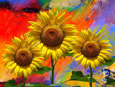 three yellow sunflowers taken at daytime thumbnail