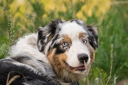 white, brown, and white dog thumbnail