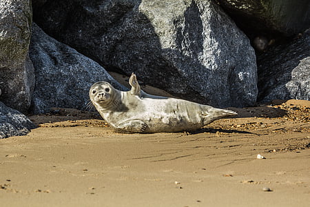 sea lion on brown sand thumbnail