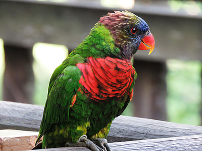 green bird on wooden surface during daytime thumbnail