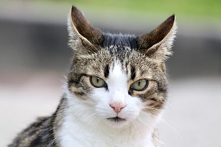 close-up photo of brown tabby cat thumbnail