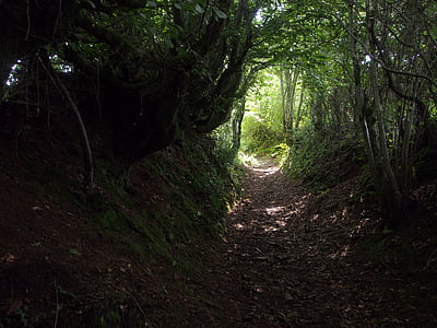 photo of pathway at forest during daytime thumbnail