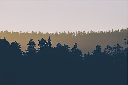 silhouette of pine trees near mountain thumbnail